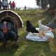 a turkey at the Thanksgiving for the Turkeys event at Poplat Springs Animal Sanctuary